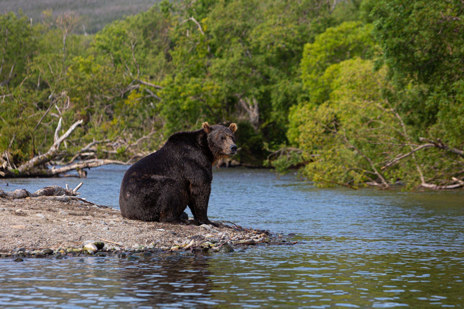 Fat Bear Week 2026: Meet the Best Contenders for the Crown